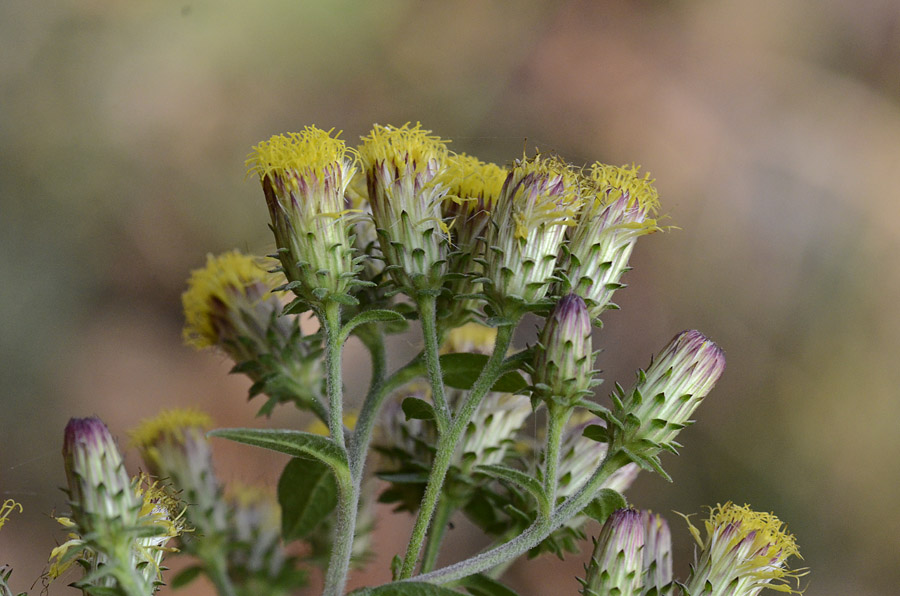 Pentanema conyzae (=Inula conyzae) / Enula baccherina